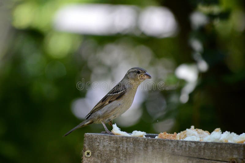Little sparrow at the feeder stock image