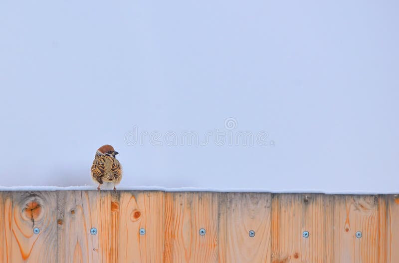 Little Sparrow on fence stock image
