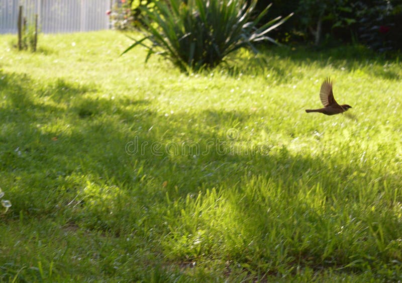 Little sparrow in flight royalty free stock images