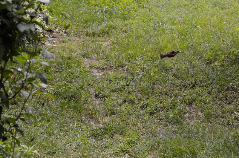 Little sparrow in flight stock image