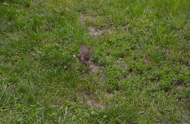Little sparrow in flight stock photo