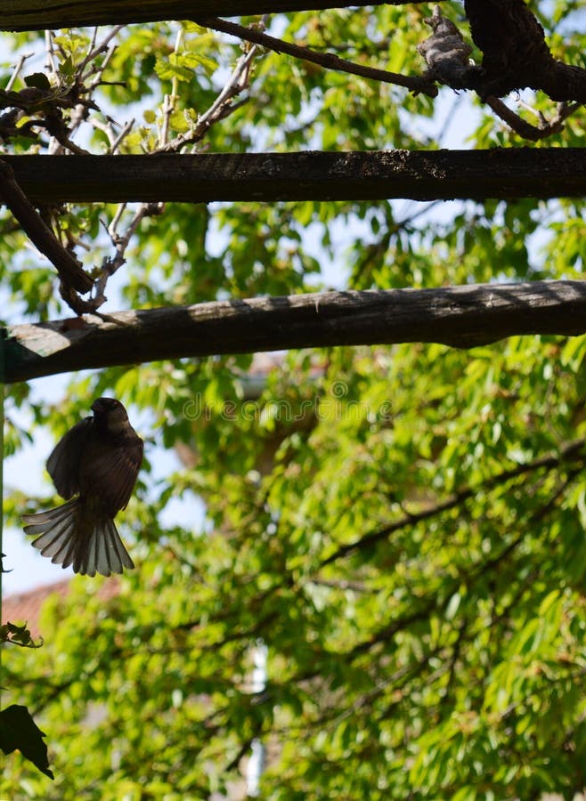Little sparrow in flight stock images