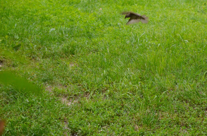 Little sparrow in flight royalty free stock image