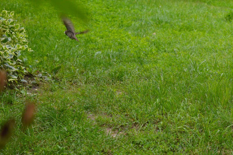 Little sparrow in flight royalty free stock photo