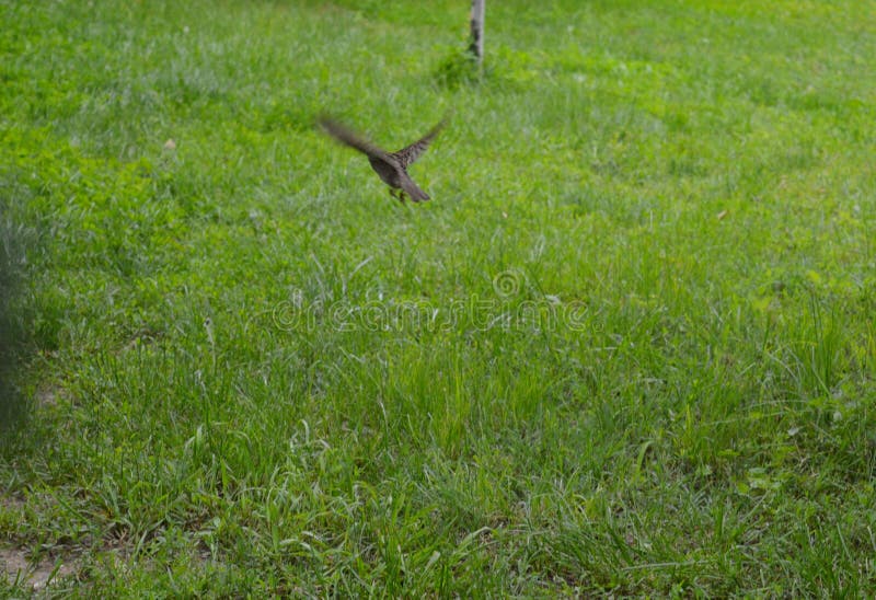 Little sparrow in flight royalty free stock photo