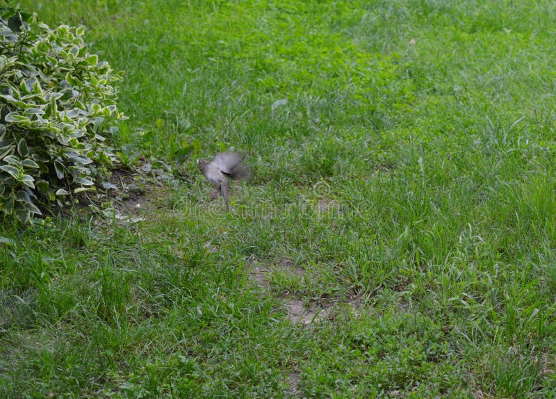 Little sparrow in flight stock photos