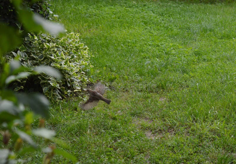 Little sparrow in flight royalty free stock photos