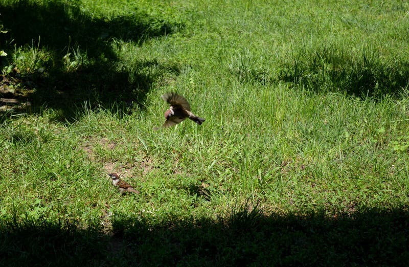 Little sparrow in flight stock photography