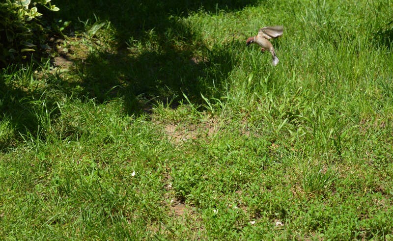 Little sparrow in flight royalty free stock photography