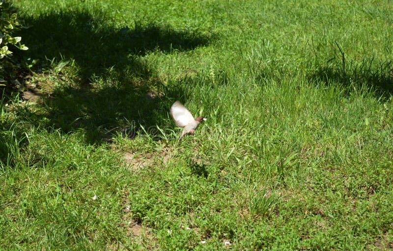 Little sparrow in flight royalty free stock image