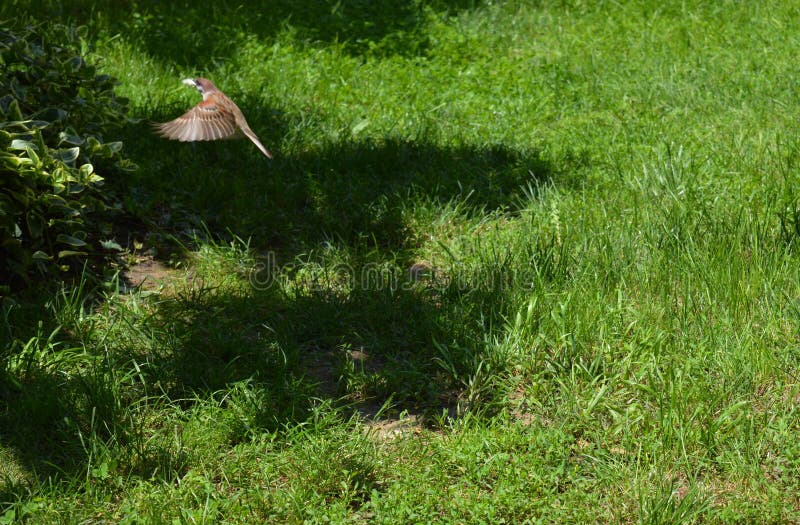 Little sparrow in flight stock image