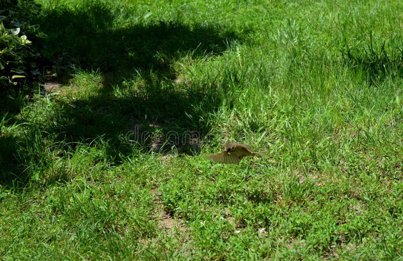 Little sparrow in flight stock images