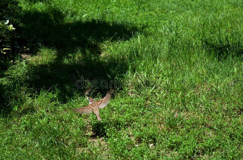 Little sparrow in flight stock image