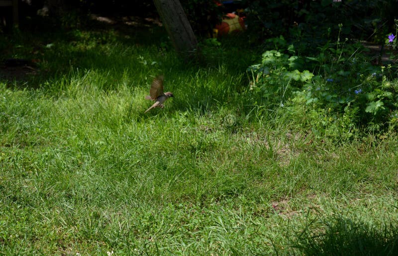 Little sparrow in flight stock photography