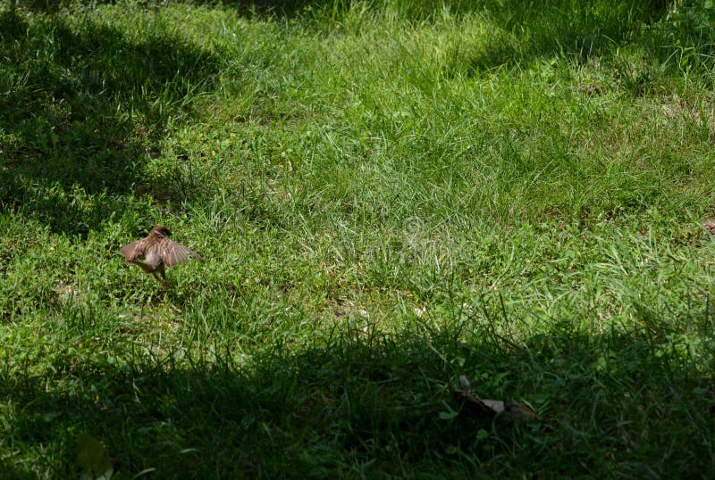 Little sparrow in flight stock image