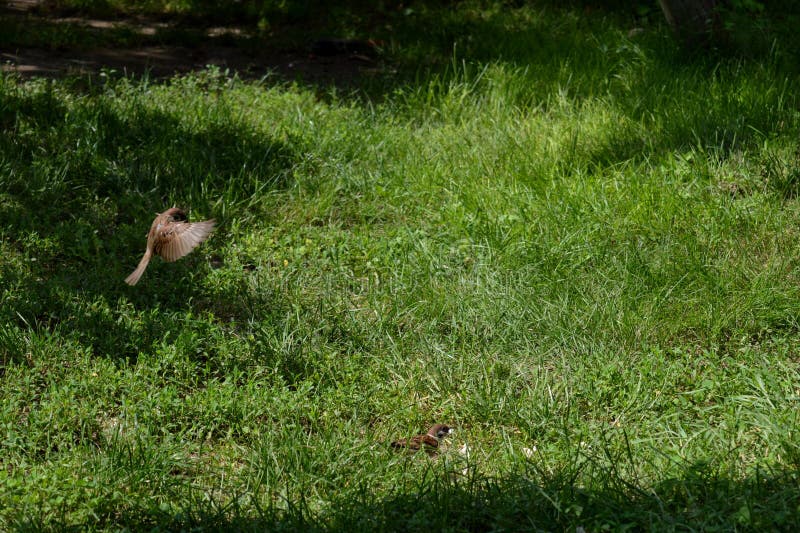 Little sparrow in flight royalty free stock photos