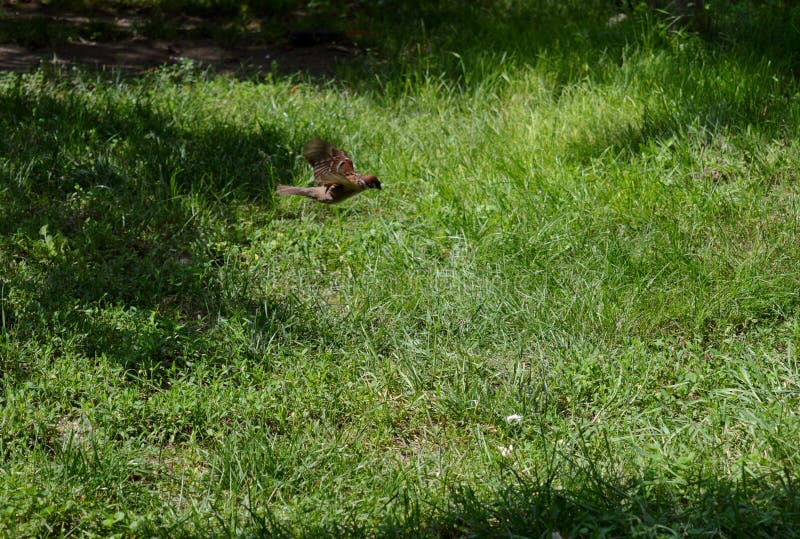 Little sparrow in flight stock image