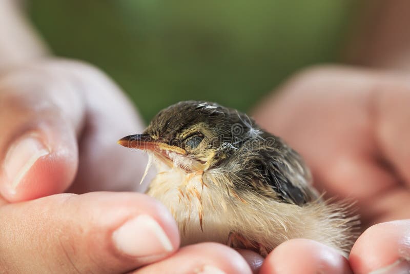 Little sparrow on human hands royalty free stock images