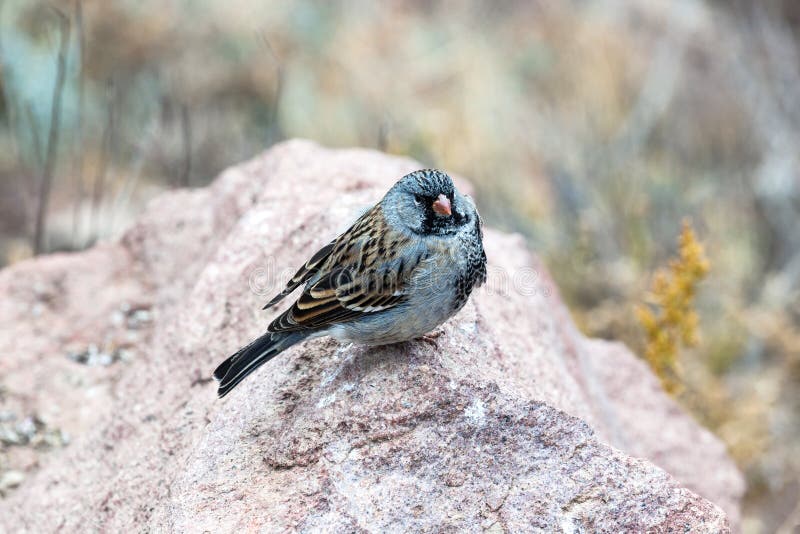 Little sparrow royalty free stock photography