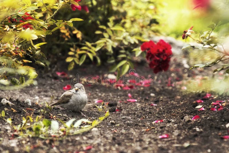 A little sparrow royalty free stock photo