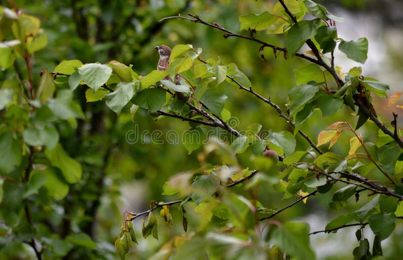 Little sparrow on a tree branch stock photo