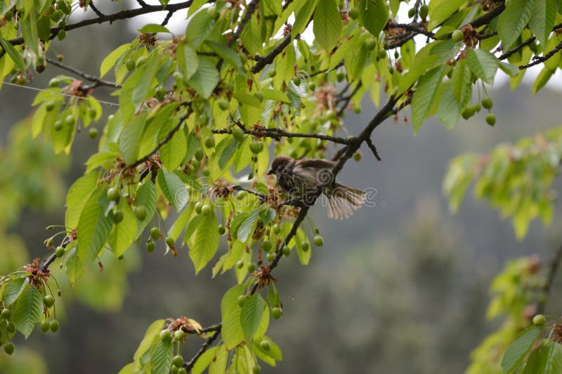 Little sparrow on a tree branch royalty free stock images