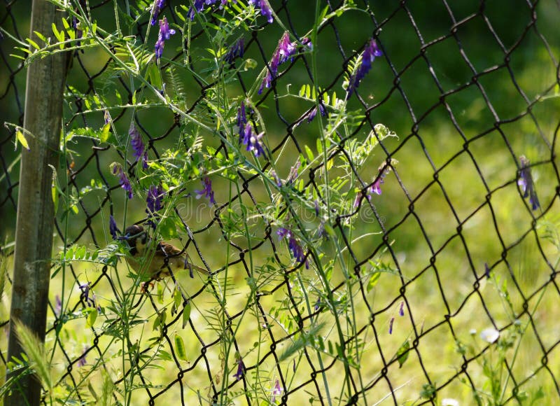 Little sparrow on a wire fence in flowers stock images
