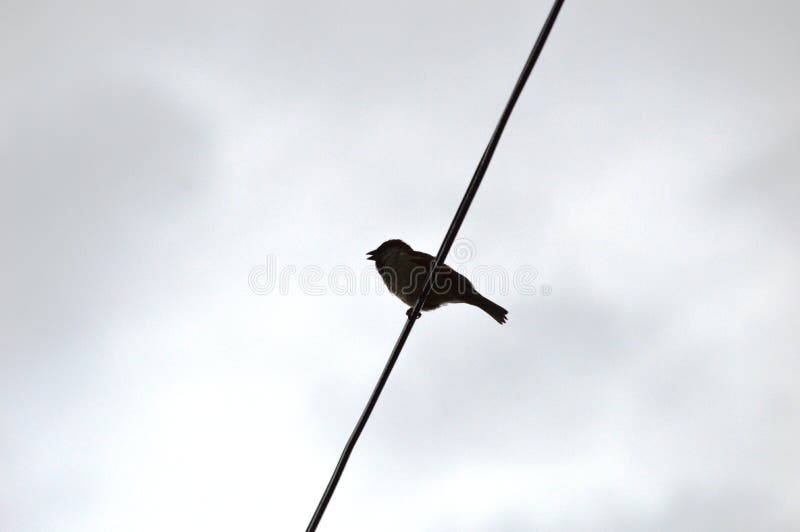 Little sparrow on a wire royalty free stock photos