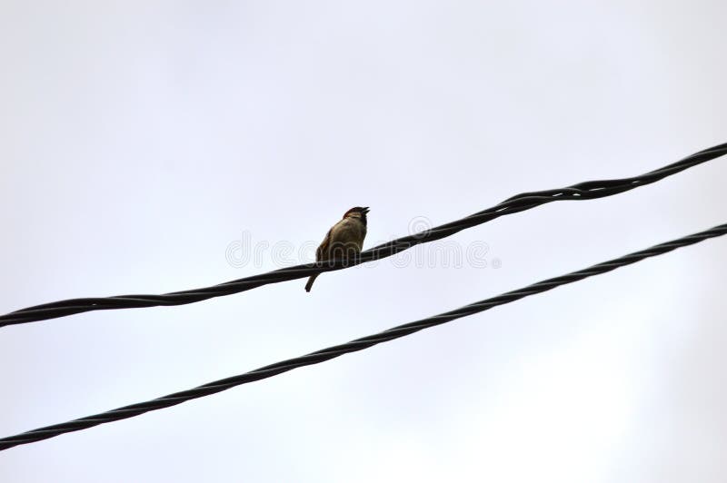 Little sparrow on a wire royalty free stock image