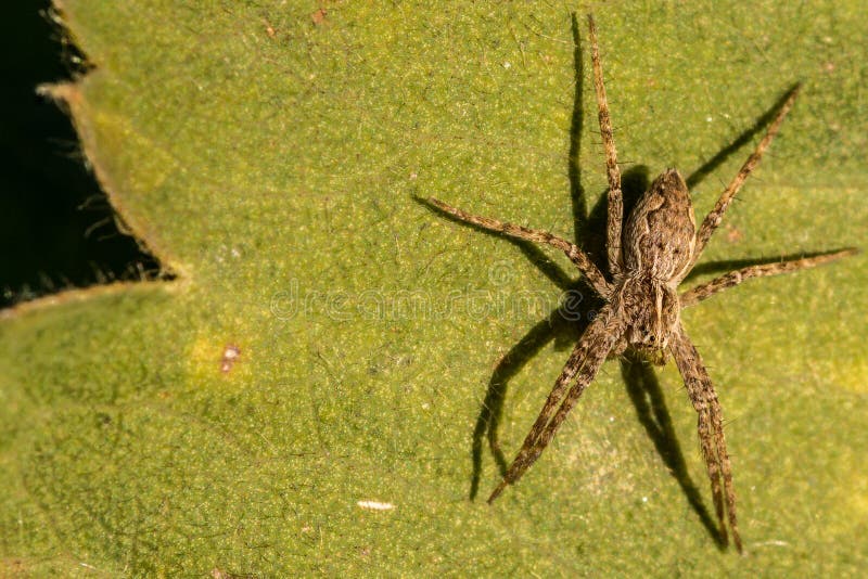 Little spider on a green leaf stock image