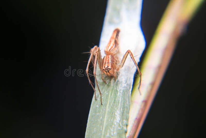 Little spider stock image. Image of wildlife, garden - 49681869