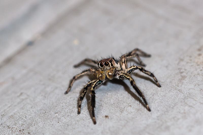 The little spider stock photo. Image of animal, araneus - 92632470