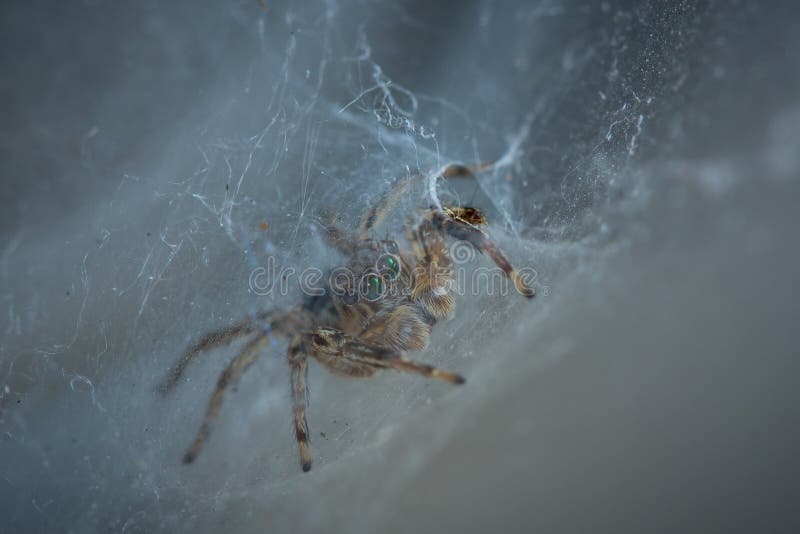The little spider stock photo. Image of small, thorn - 45878686