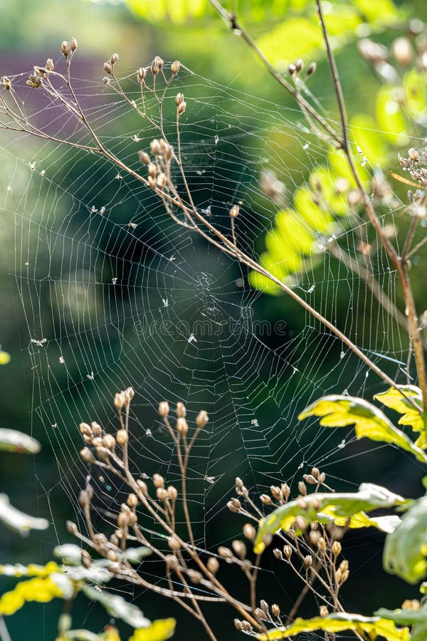Little Spiderweb between Plants with Dead Insects Stock Image Image