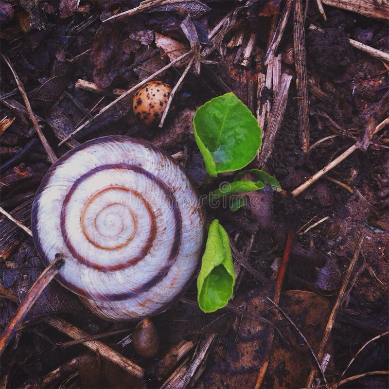 Little spring stock image. Image of flowers, wild, shell 53562235