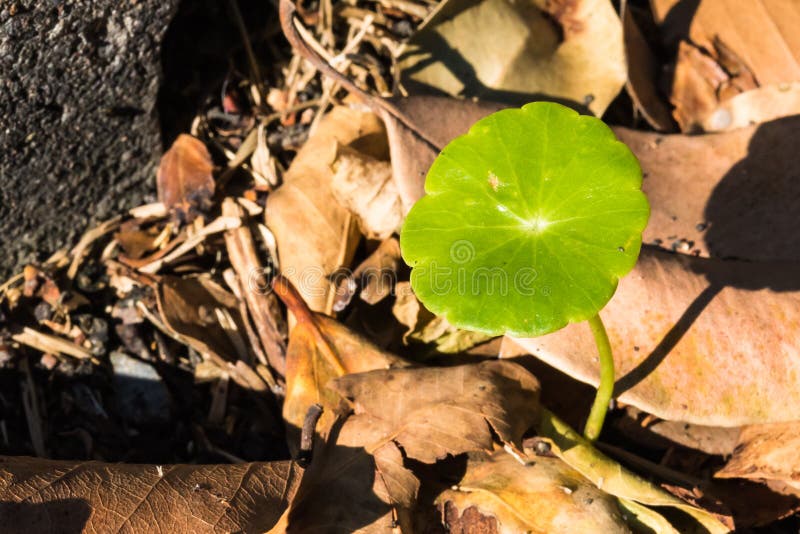 Little sprout shoot growing among decay leaves royalty free stock photo Little sprout shoot growing among decay leaves royalty free stock photo