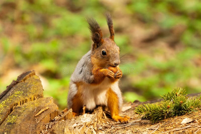 Little squirrel eating nut stock photo