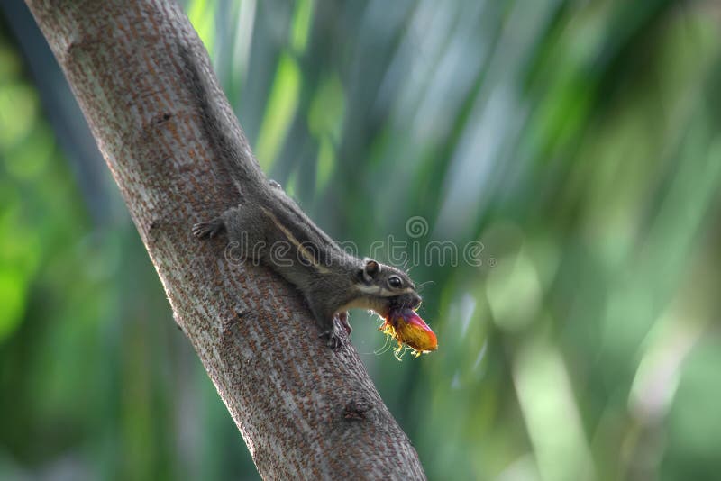 A Little Squirrel Eating Palm Fruit Stock Image Image of pole, bird