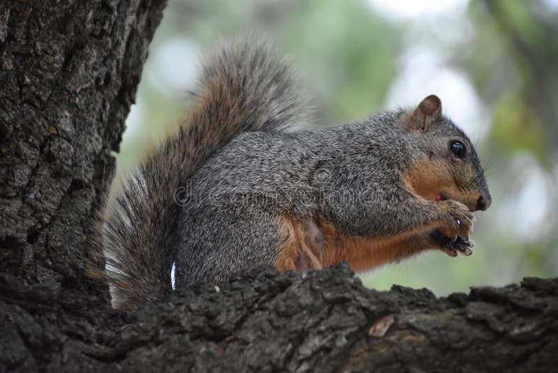 166 Squirrel Strawberry Stock Photos Free & RoyaltyFree Stock Photos
