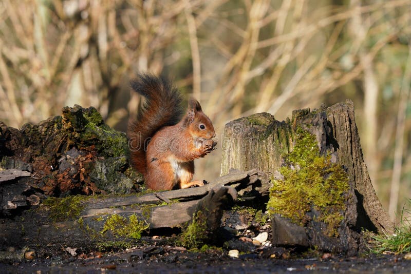 A little squirrel eats a nut stock photo