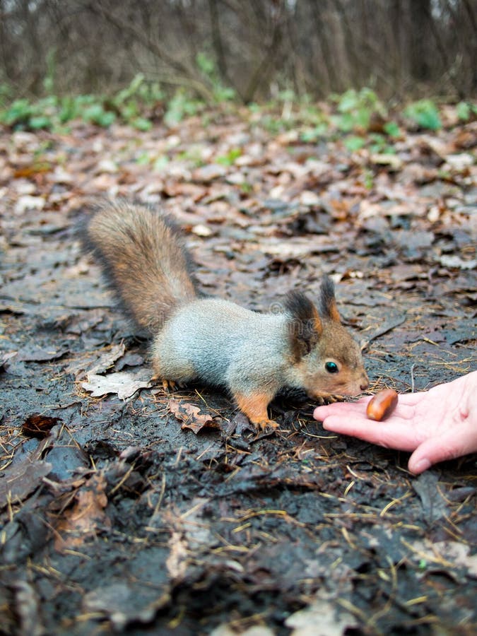 Little Squirrel Looks at the Acorn Stock Image - Image of leaves, park