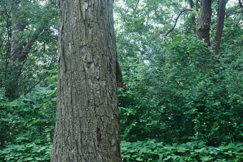 A little squirrel stands upside down on a tree trunk with a blurred background of a forest royalty free stock images