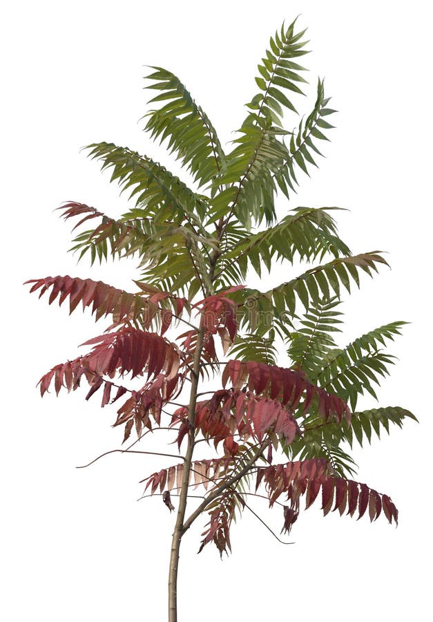 Little staghorn sumac tree