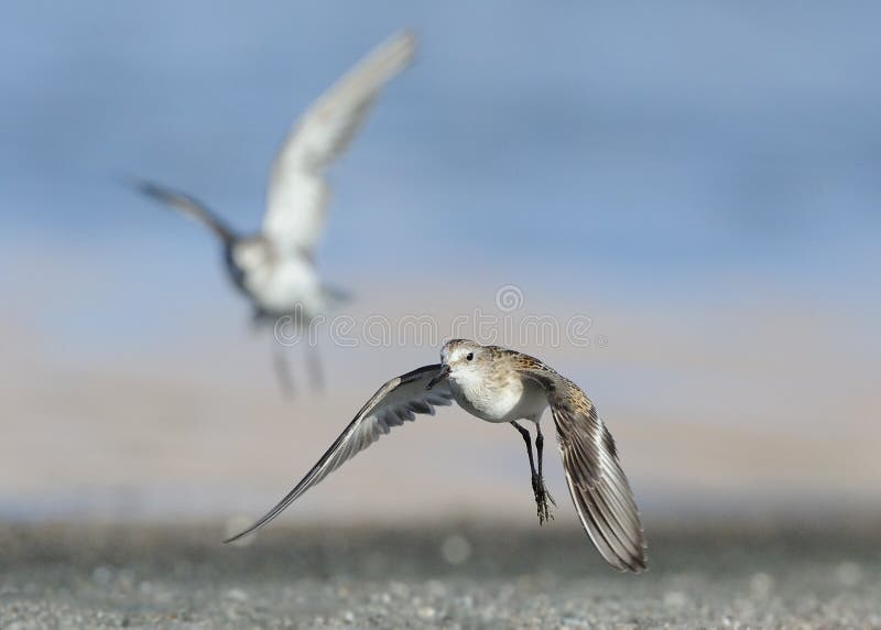 Little Stint