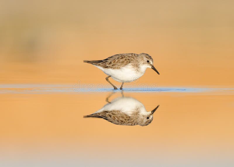 Little Stint