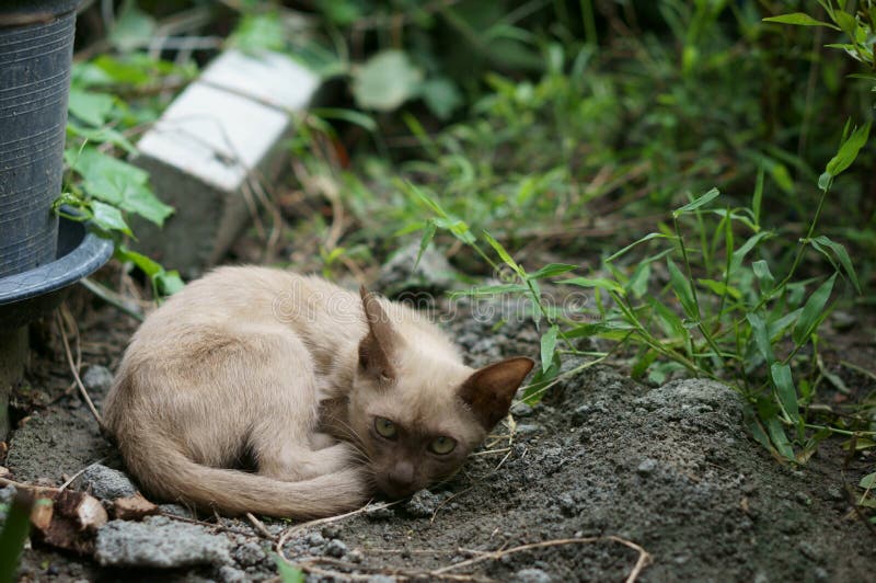 Little stray brown cat laying