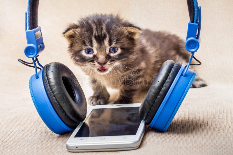 Little striped cute kitty near headphones. Baby listens to mus stock image Little striped cute kitty near headphones. Baby listens to mus stock image