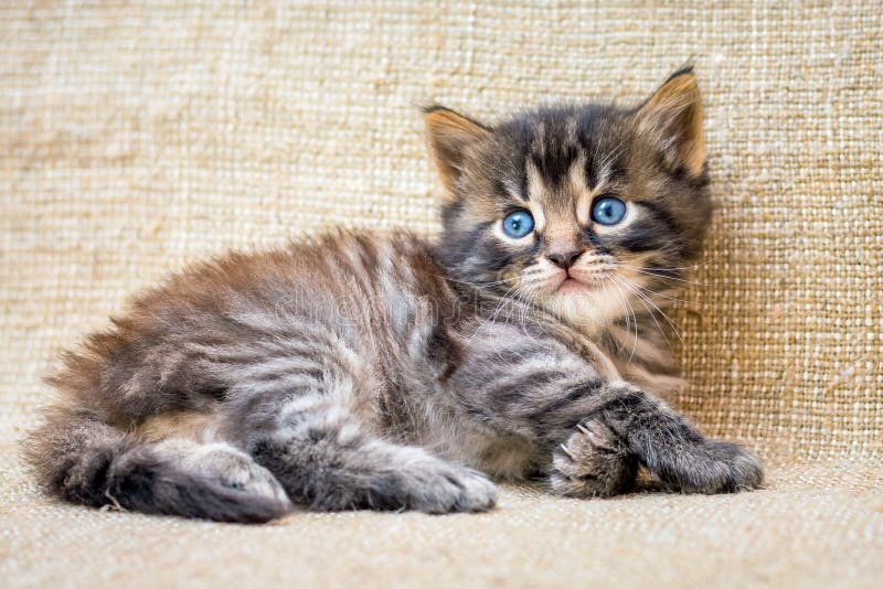 A little striped kitten lies resting after the game_ royalty free stock photos A little striped kitten lies resting after the game_ royalty free stock photos