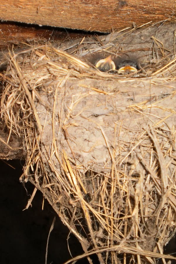 Little Swallow Chicks in Nest, the Swallow`s Nest Stock Photo Image