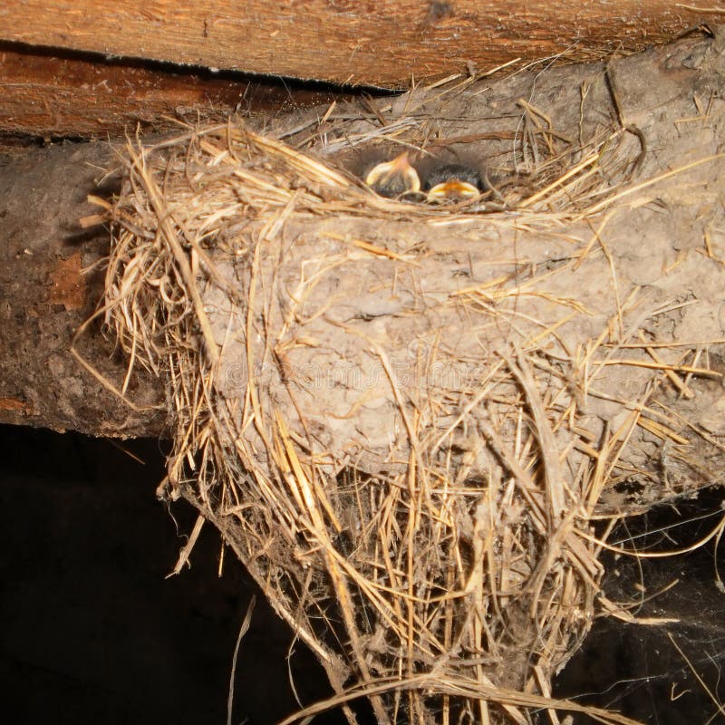 The Little Swallow Chicks in Nest, the Swallow`s Nest Stock Image